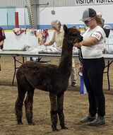 alpaca for sale