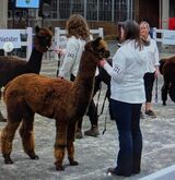 alpaca for sale