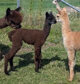 alpaca for sale