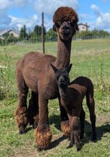 alpaca for sale