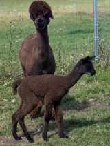 alpaca for sale