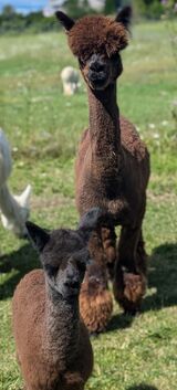 alpaca for sale