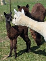 alpaca for sale