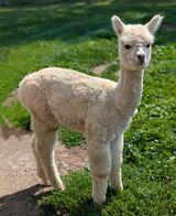 alpaca for sale