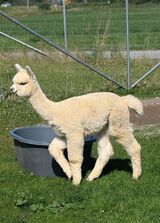 alpaca for sale