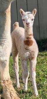 alpaca for sale