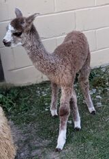 alpaca for sale