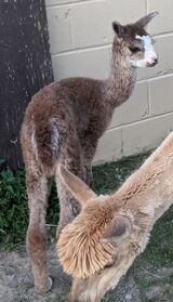 alpaca for sale