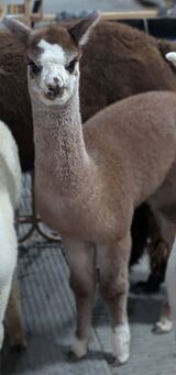 alpaca for sale