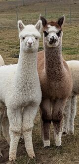 alpaca for sale