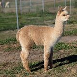 alpaca for sale