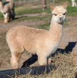 alpaca for sale