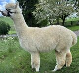 alpaca for sale