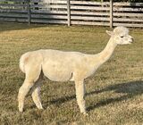 alpaca for sale