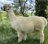 alpaca for sale