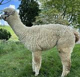 alpaca for sale