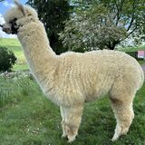 alpaca for sale