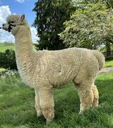 alpaca for sale