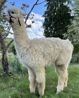 alpaca for sale