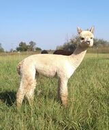 alpaca for sale