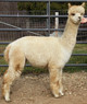 2012 Female Cria 