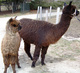 With 2012 rose grey female Michelangelo cria