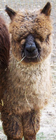 2012 Rose Grey Female Michelangelo cria