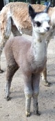 2013 female cria