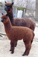 with 2012 male cria