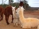 Zap and her 2010 cria taken 1-2-11