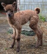 alpaca for sale