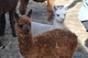 2013 Cria - Medium Brown Male