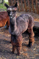 2012 Cria -  Dark Silver Grey Male with White on Bay Black