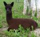 2012 Male Cria-Beau's Zephyr