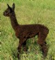 Cria at Side - Iced Expresso