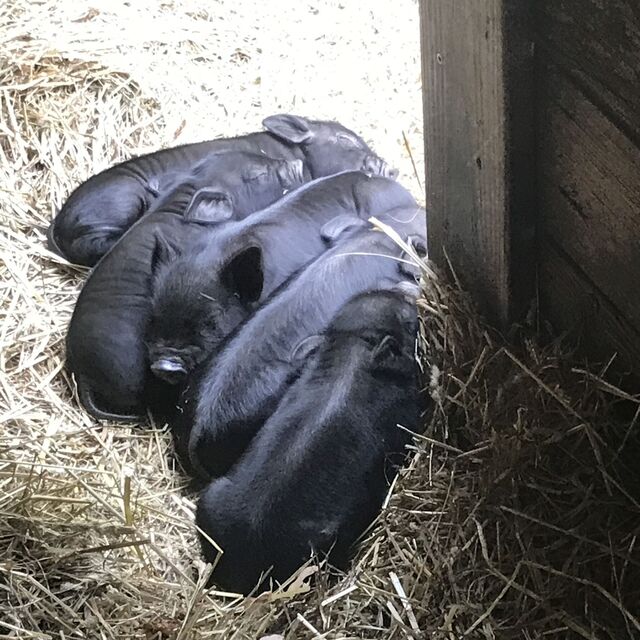 Piglet Pile!