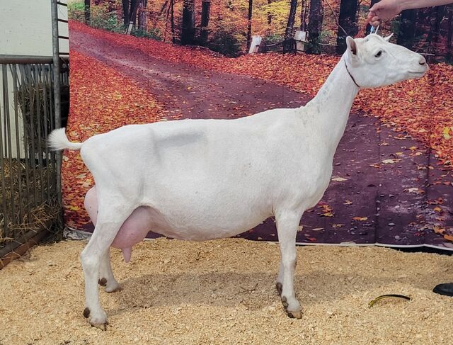 Rosemary, 4th freshening 5 yr old. Sept 2024. Minnesota State Fair.