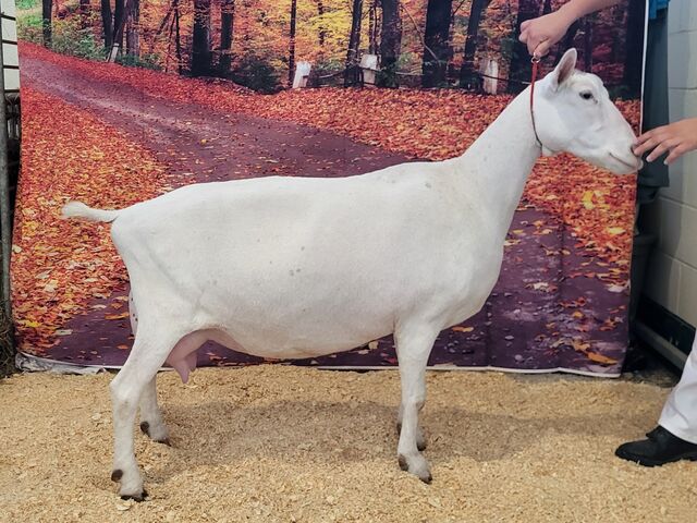 Shenandoah, 3rd freshening 4 yr old. MN State Fair 2024