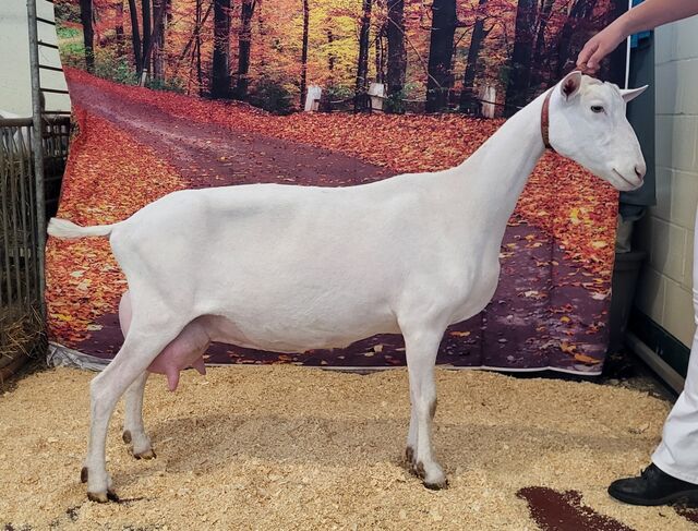 Malia, 3rd freshening 3 yr old. MN State Fair,  Sept 2024