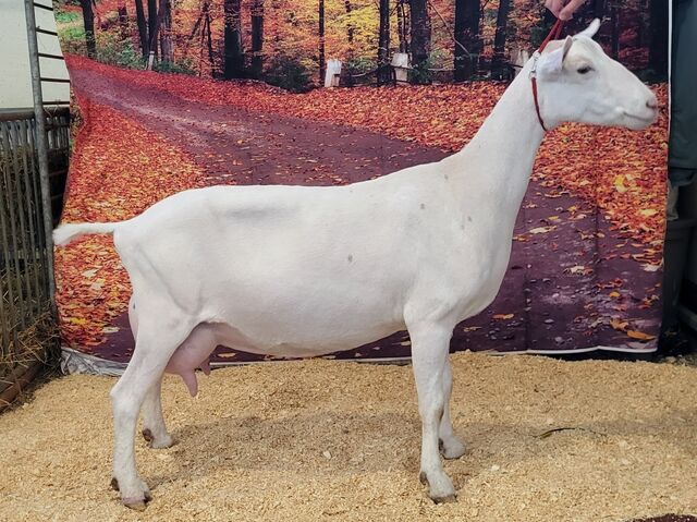 Fiction, 2nd freshening 2 yr old. Sept 2024. MN State Fair.