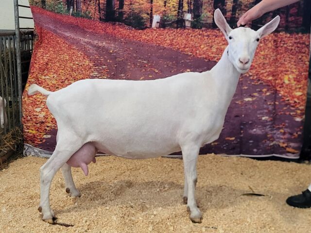 Romance. 2nd freshening 2 yr old. MN State Fair. Sept 2024.