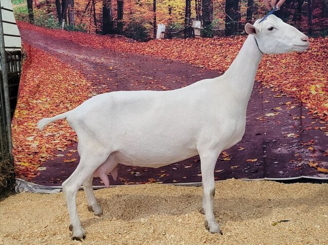 Candyland, milking yearling. MN State Fair. Sept 2024.