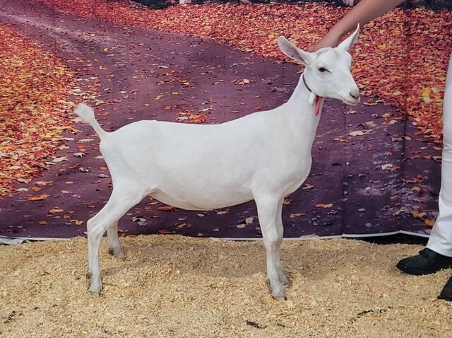 Arentina. 5 months. MN State Fair. Sept 2024.