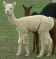 2012 Male Cria Bianco- SOLD