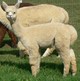 2013 female cria - KEEPER