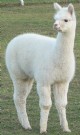 SOLD - 2009 cria, TCS Peruvian Delilah