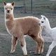 2013 Female Cria