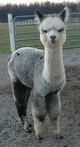 Grey Female Cria - SOLD