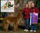 Champion Sire, SSF Peruvian Pablo