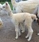 2015 male cria